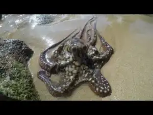 Catch And Cook Octopus - Ace Videos